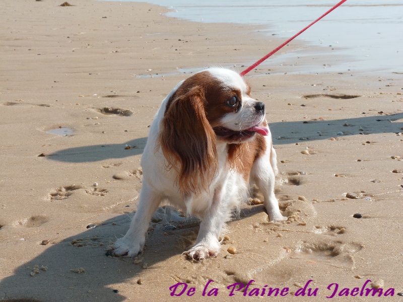 Publication : de la plaine du Jaelma