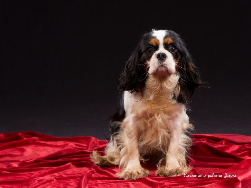 Publication : de la plaine du Jaelma