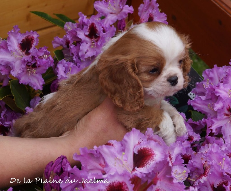 Publication : de la plaine du Jaelma