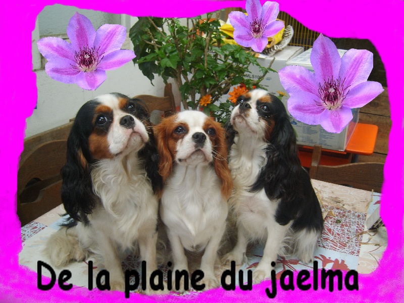 Publication : de la plaine du Jaelma