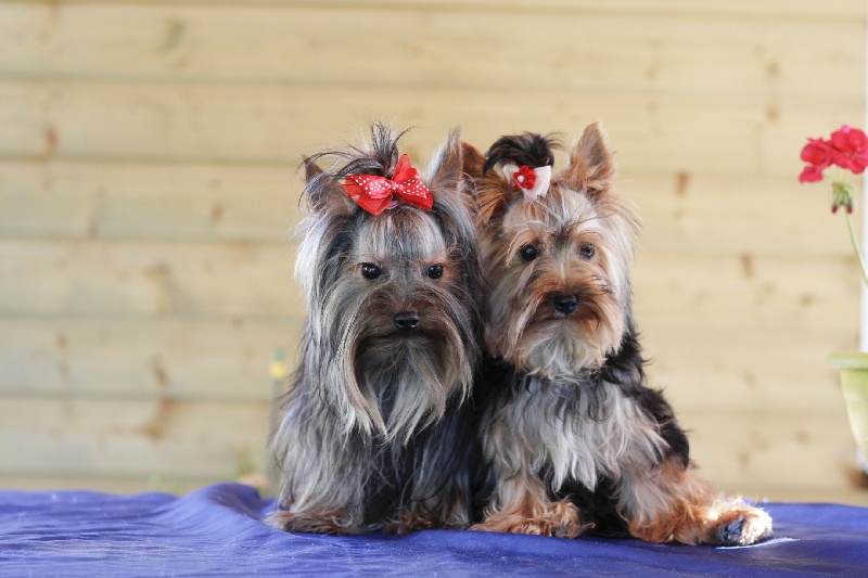 Publication : de la plaine du Jaelma