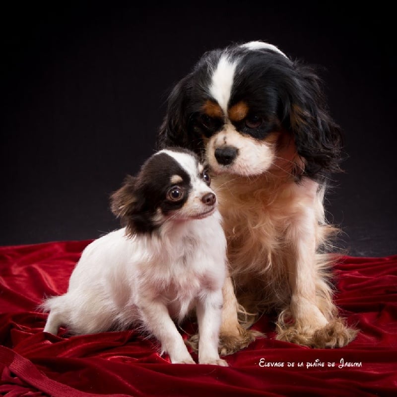 Publication : de la plaine du Jaelma