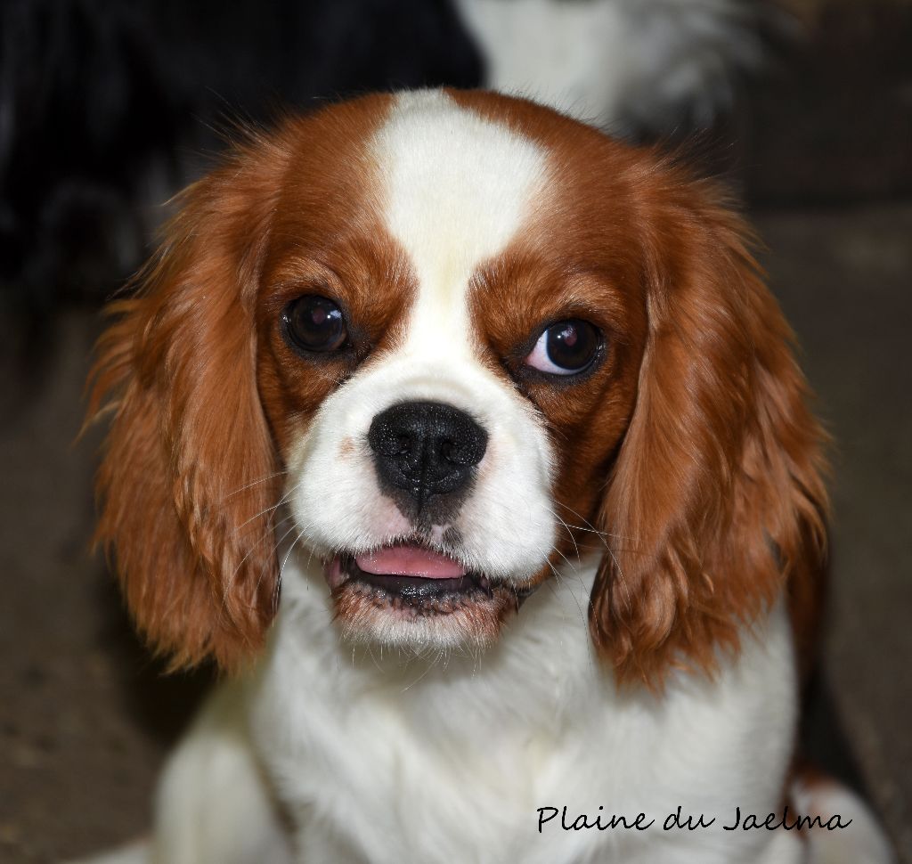 Publication : de la plaine du Jaelma