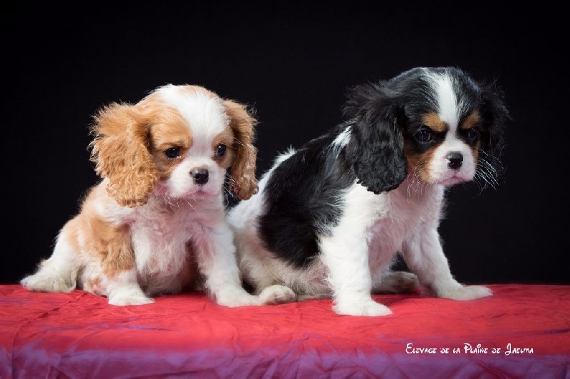 Publication : de la plaine du Jaelma