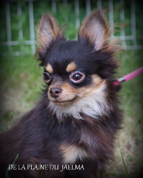 Publication : de la plaine du Jaelma