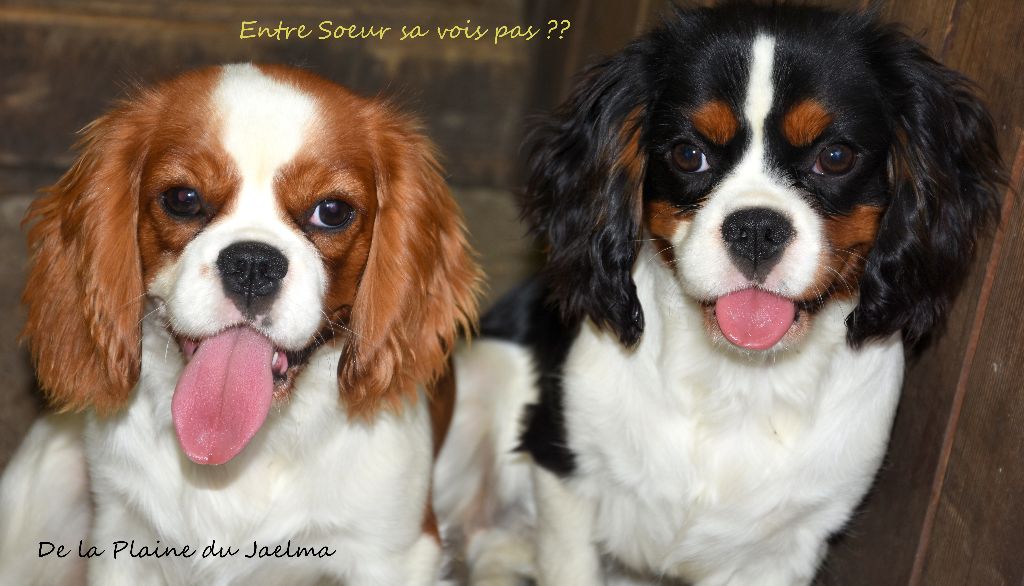 Publication : de la plaine du Jaelma