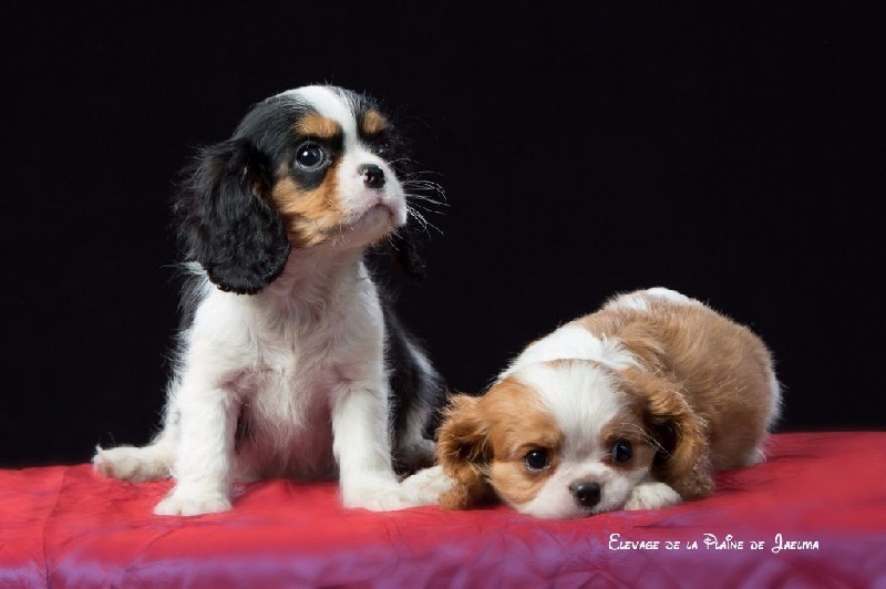 Publication : de la plaine du Jaelma