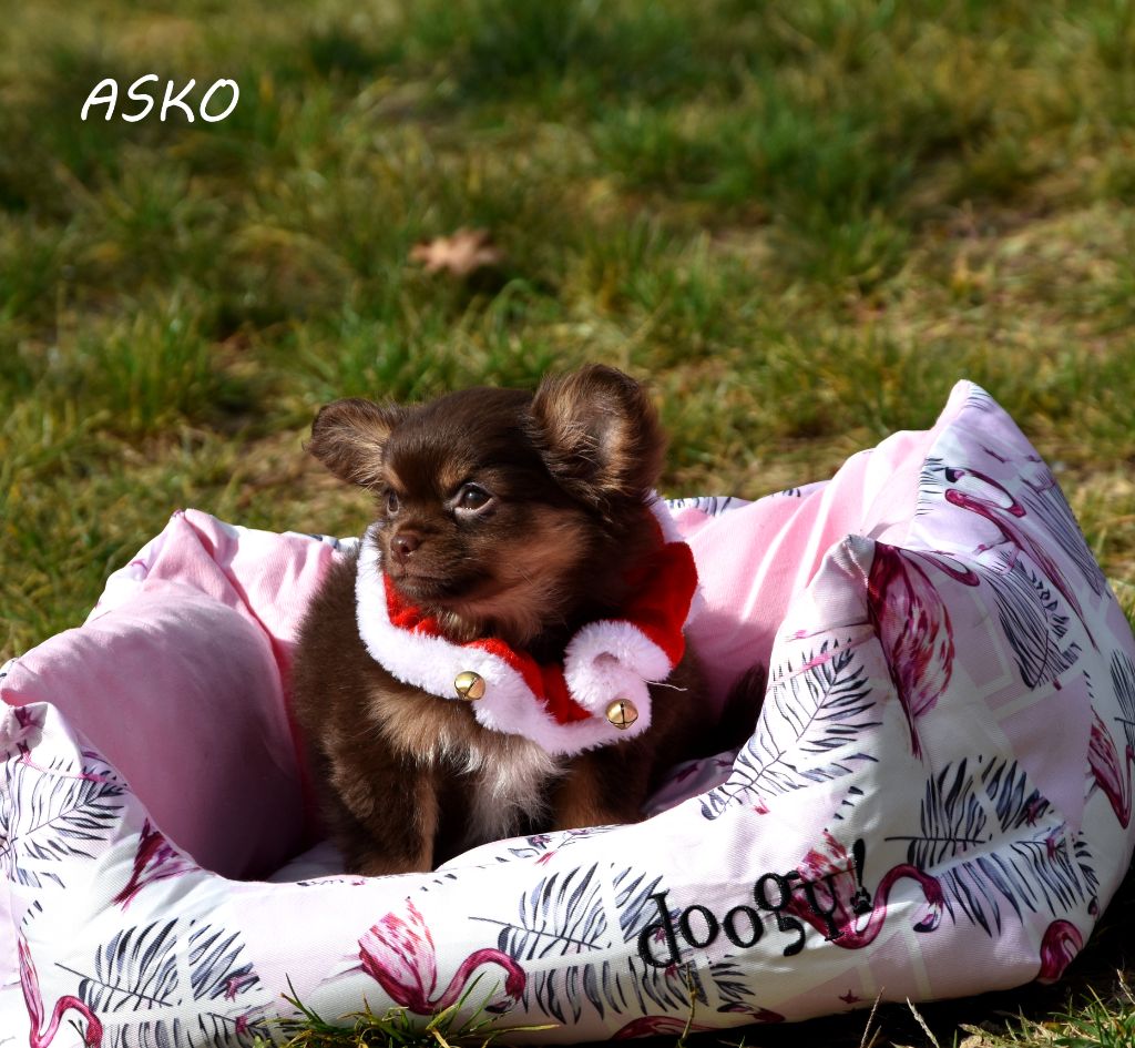 ASKO DE LA PLAINE DU JAELMA