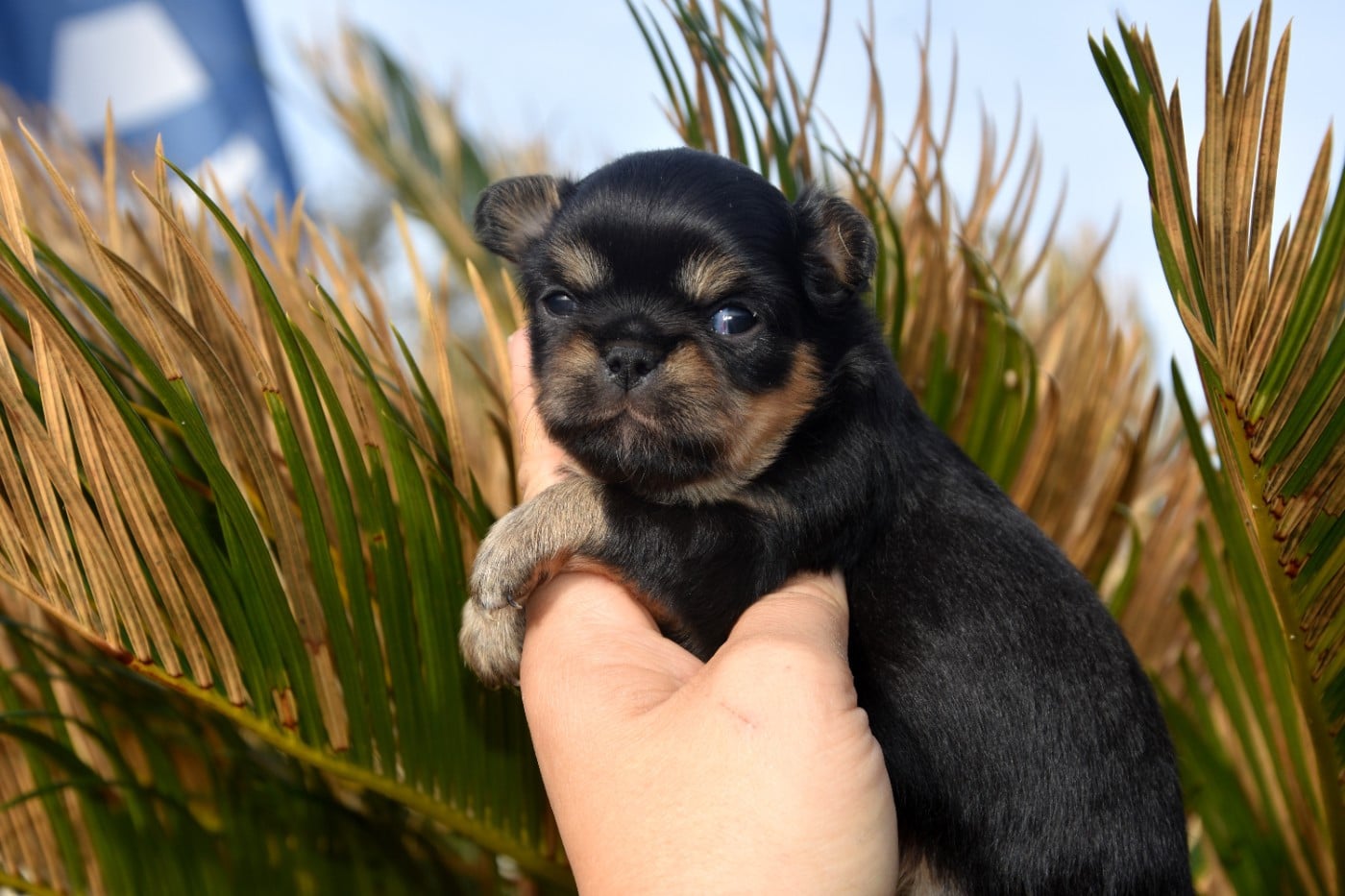 ATHILA DE LA PLAINE DU JAELMA