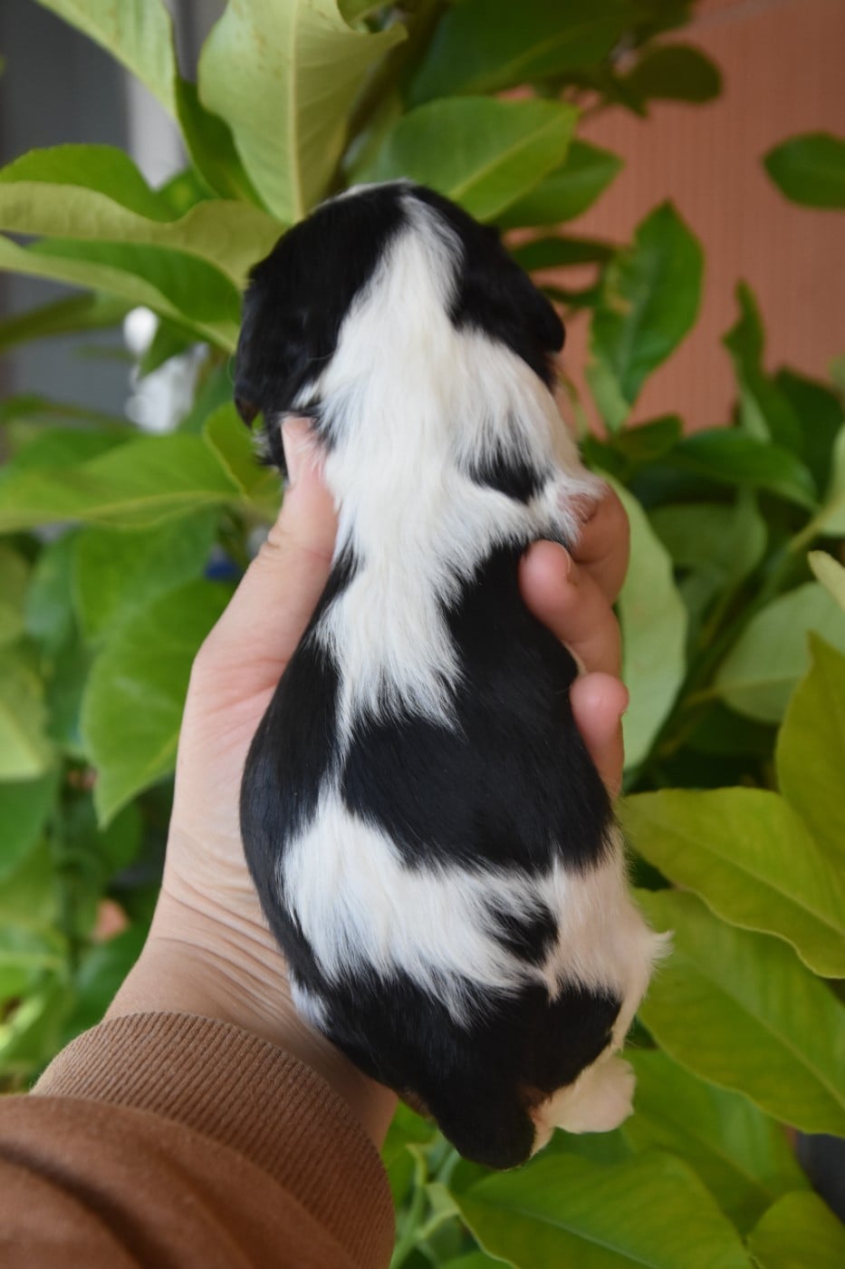 Anaïs de la plaine du jaelma