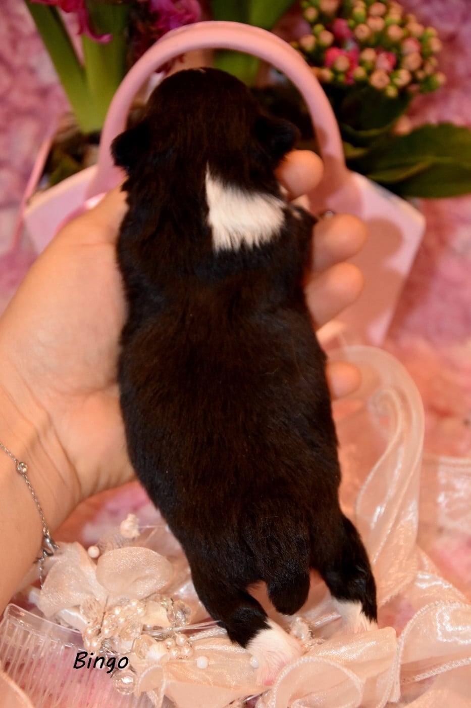 Bingo de la plaine du jaelma