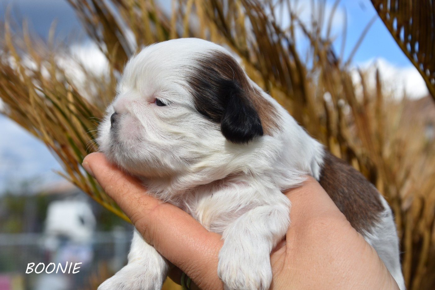 Boonie de la plaine du jaelma