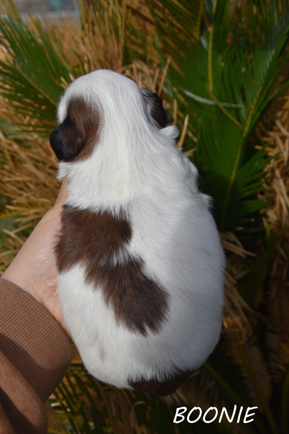 Boonie de la plaine du jaelma