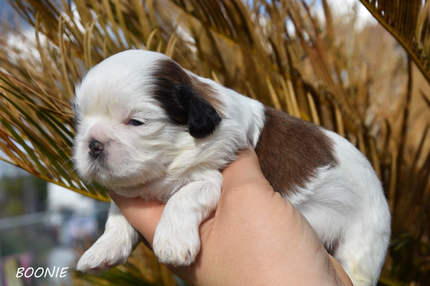 Boonie de la plaine du jaelma