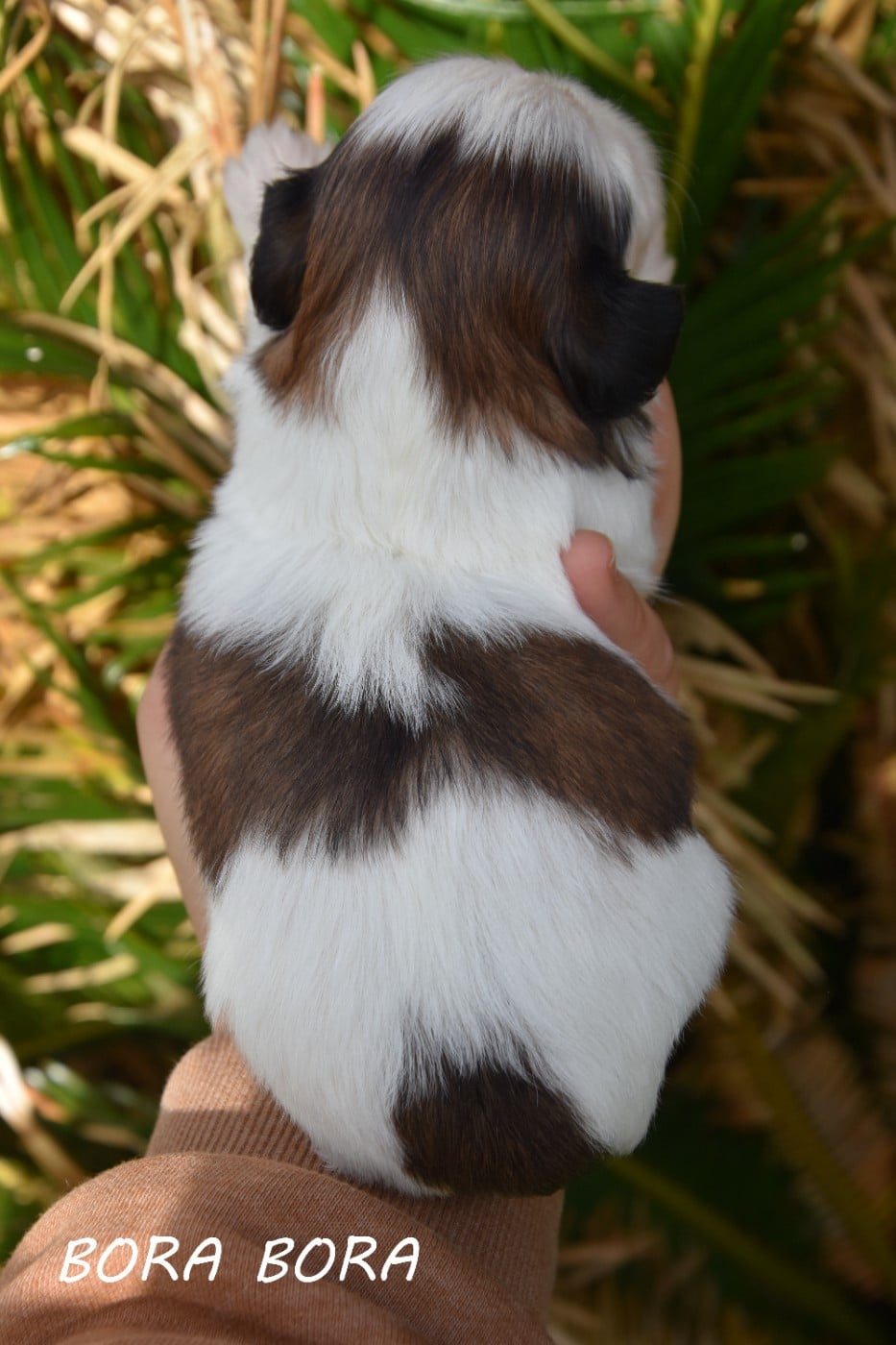 Bora bora de la plaine du jaelma