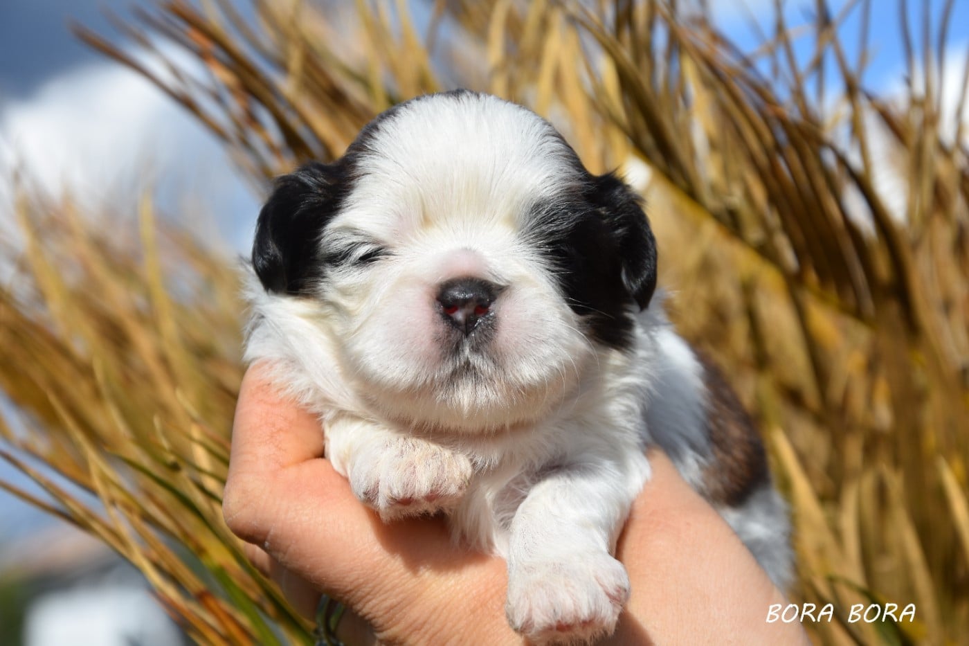 Bora bora de la plaine du jaelma