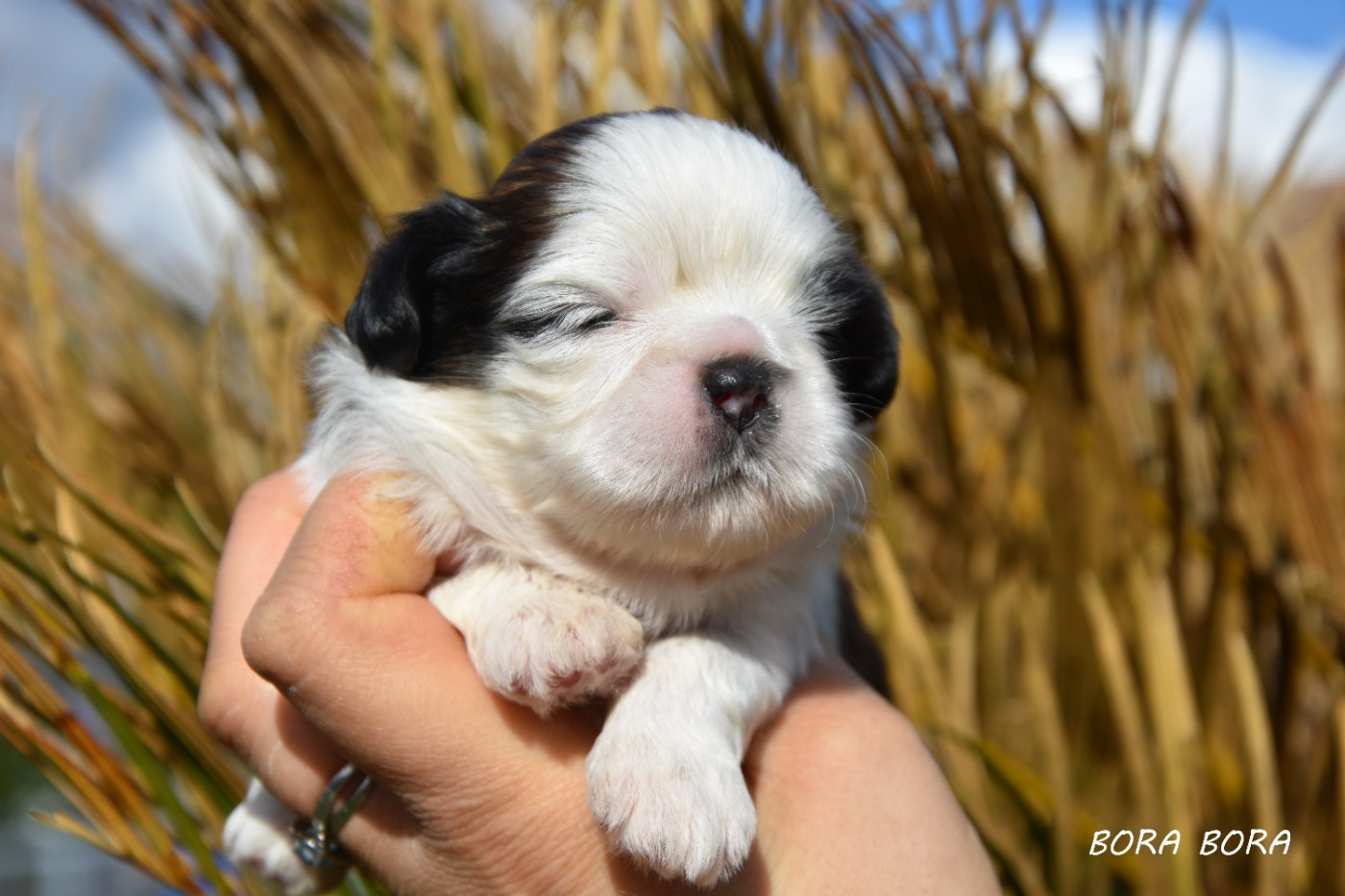 Bora bora de la plaine du jaelma