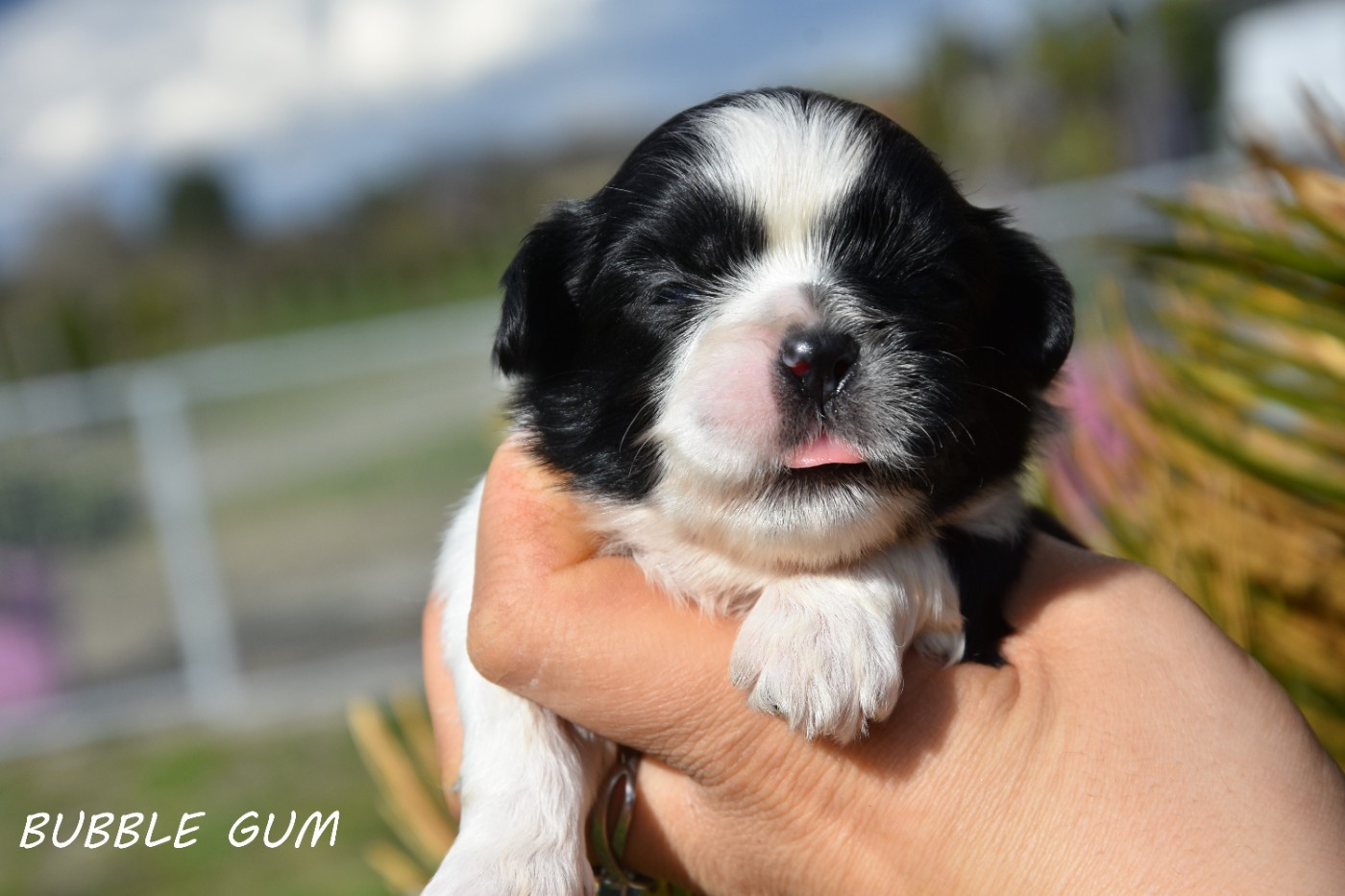 BUBBLE GUM DE LA PLAINE DU JAELMA