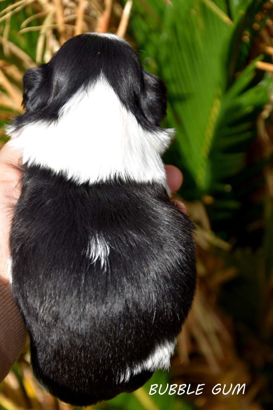 BUBBLE GUM DE LA PLAINE DU JAELMA