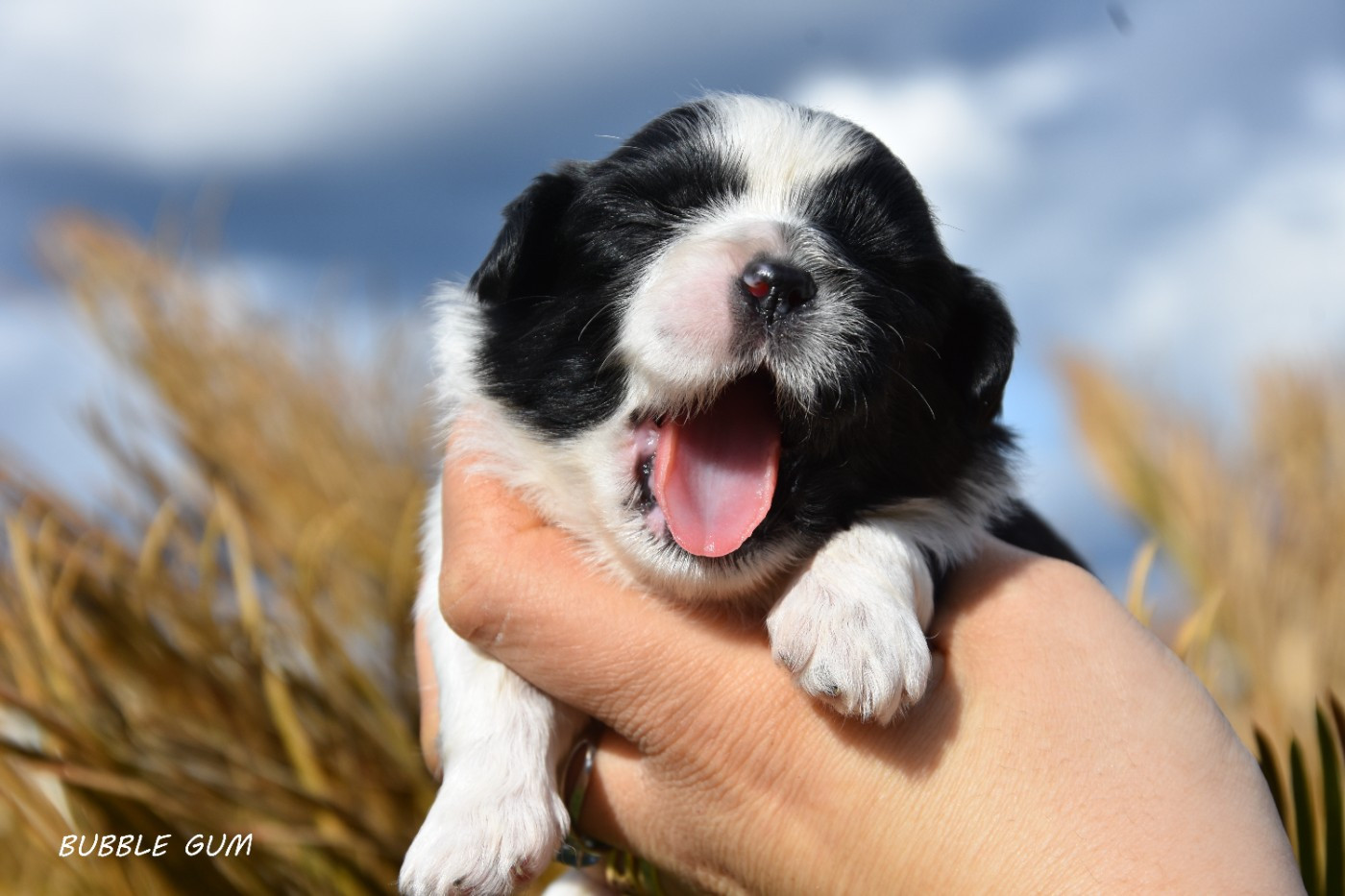 BUBBLE GUM DE LA PLAINE DU JAELMA