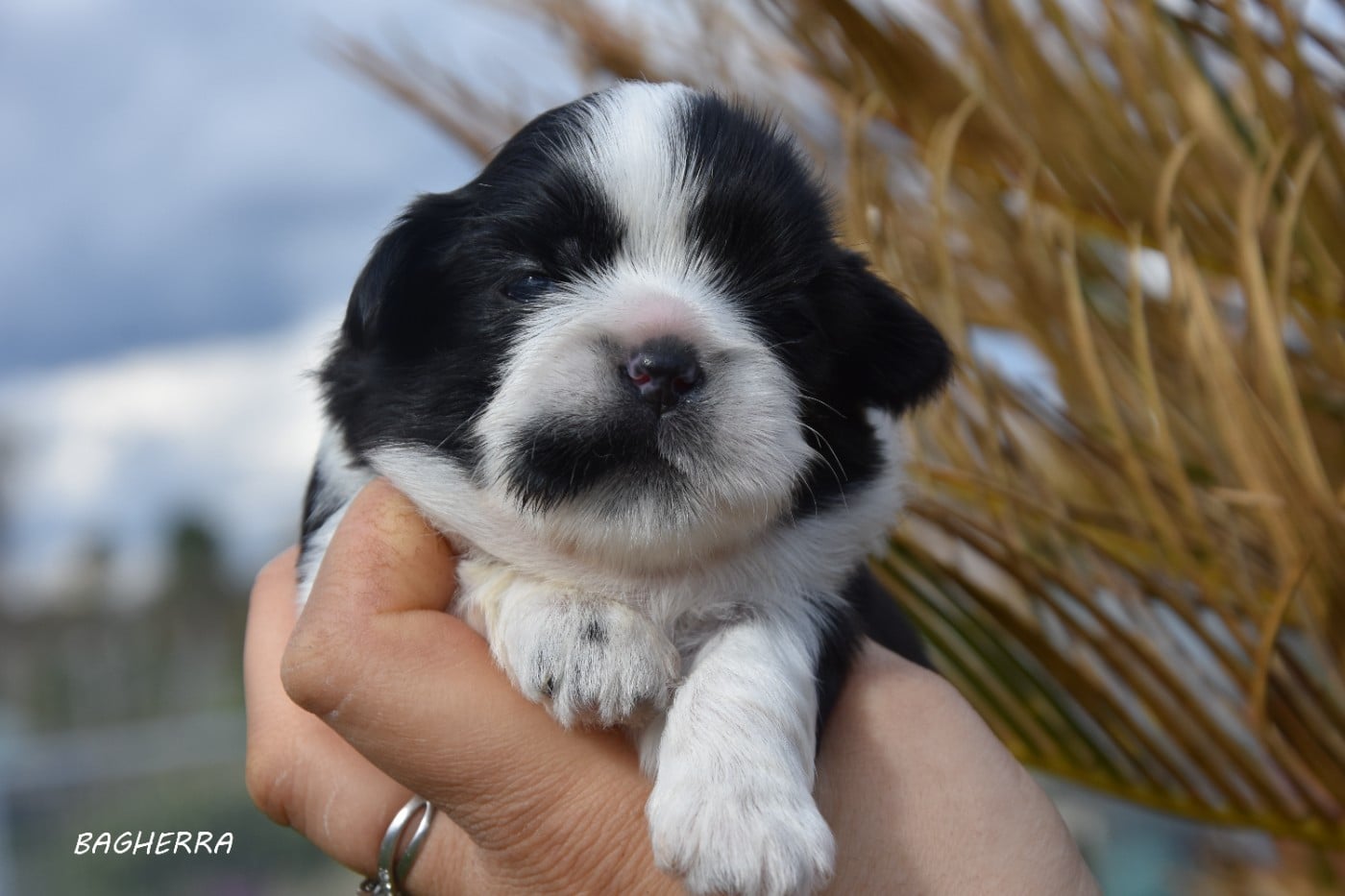 Bagherra de la plaine du jaelma