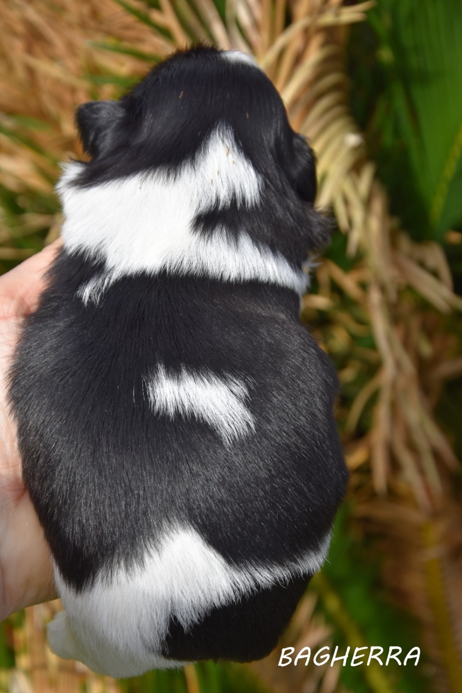 Bagherra de la plaine du jaelma