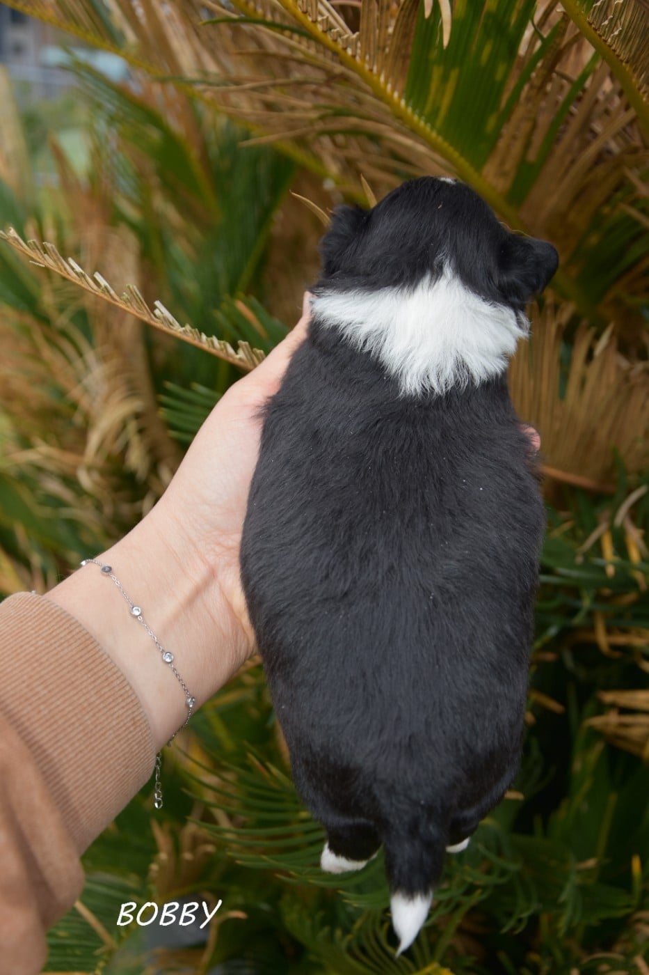 Bobby de la plaine du jaelma