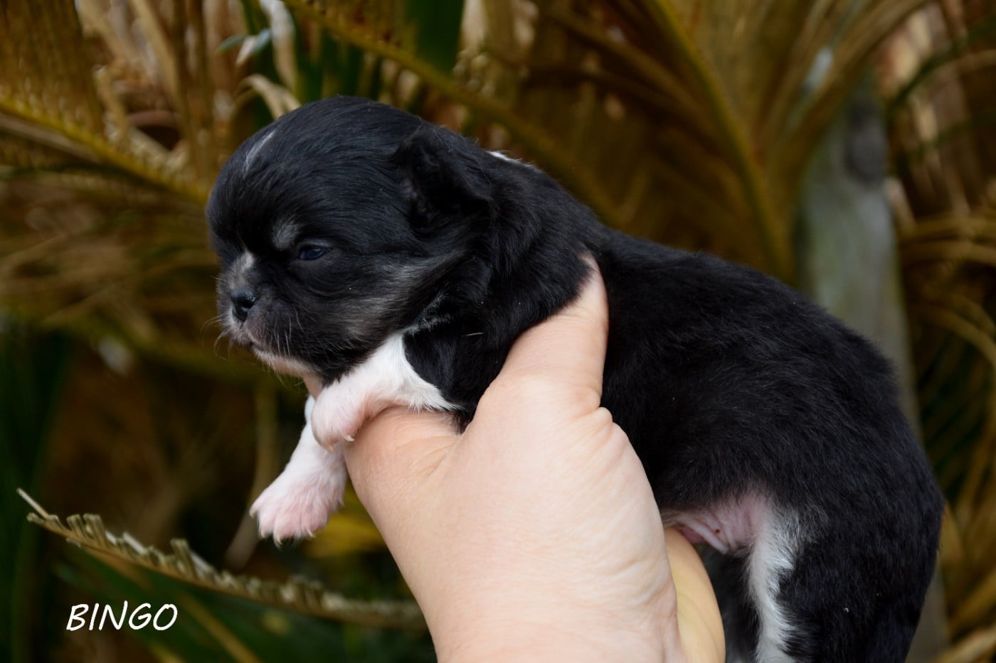 Bingo de la plaine du jaelma