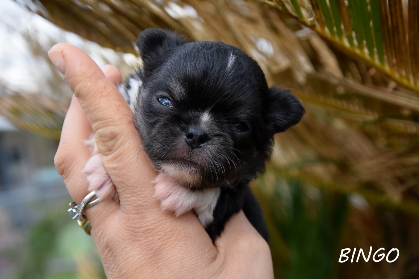 Bingo de la plaine du jaelma