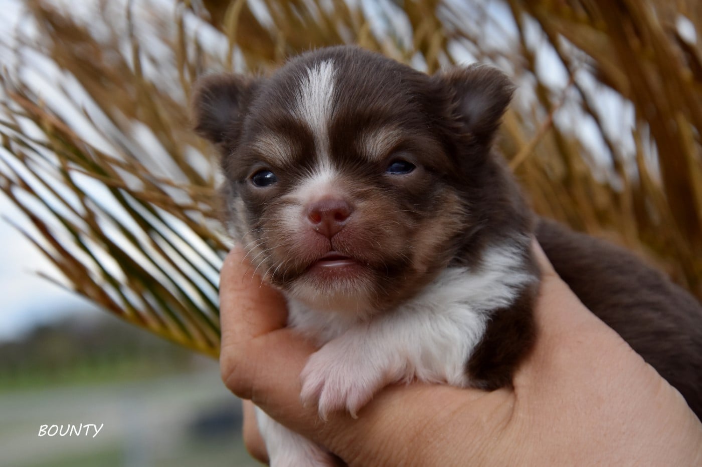 Bounty de la plaine du jaelma