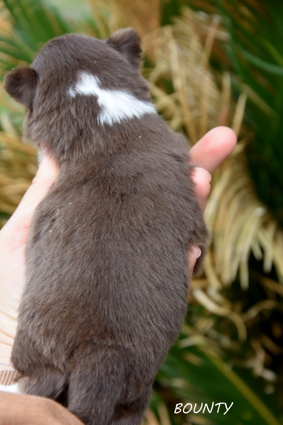 Bounty de la plaine du jaelma