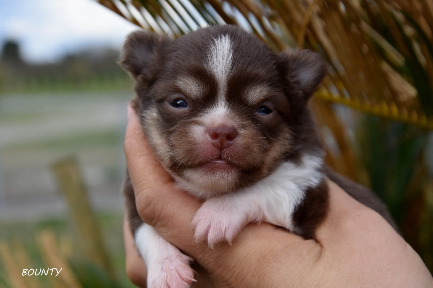 Bounty de la plaine du jaelma