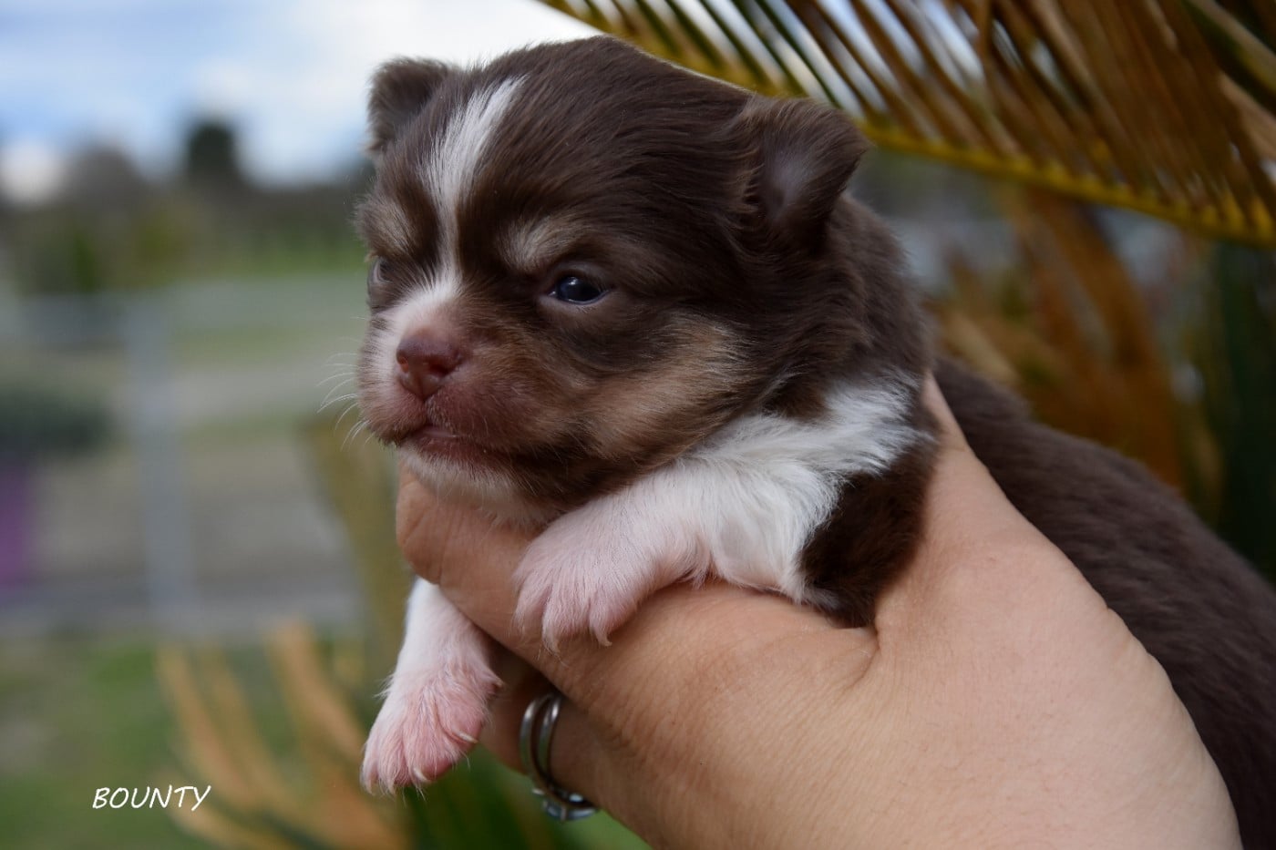 Bounty de la plaine du jaelma