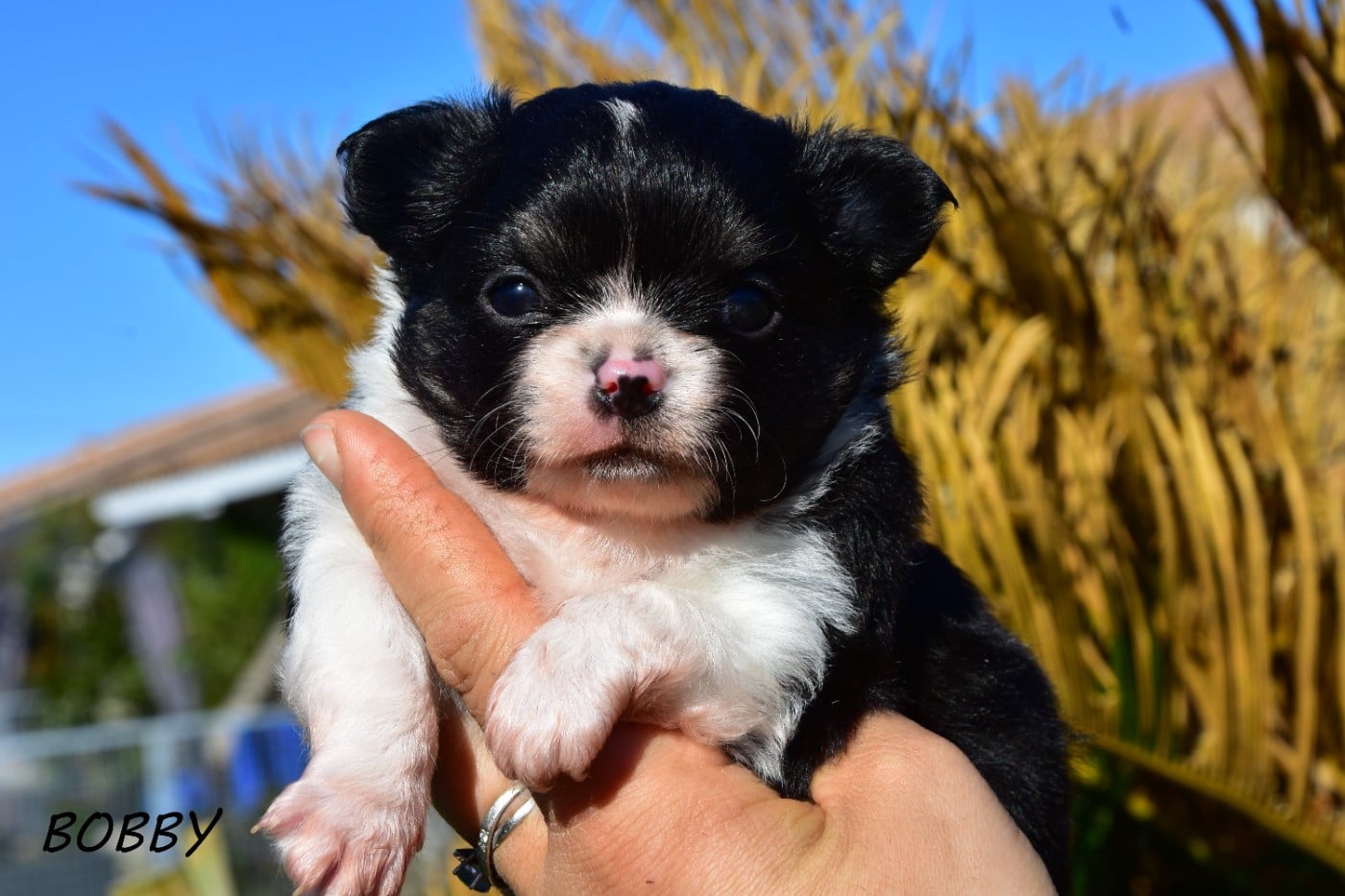 Chihuahua - de la plaine du Jaelma