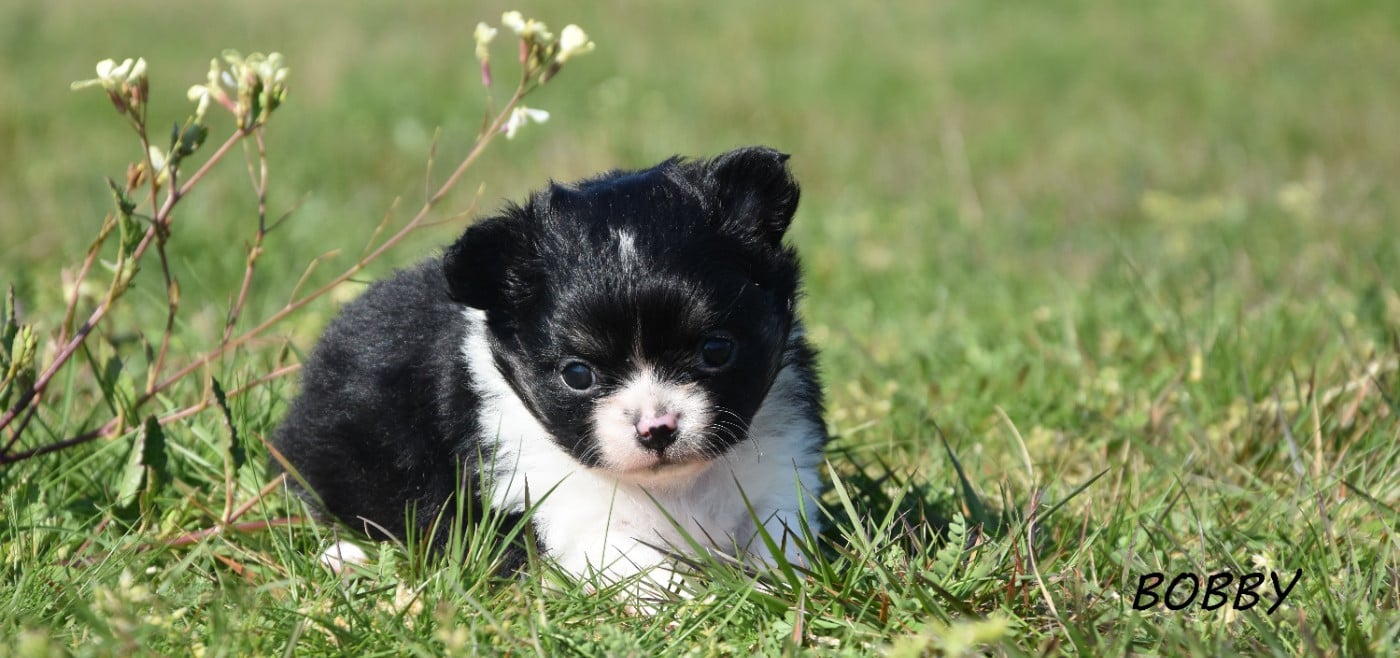 Chihuahua - de la plaine du Jaelma
