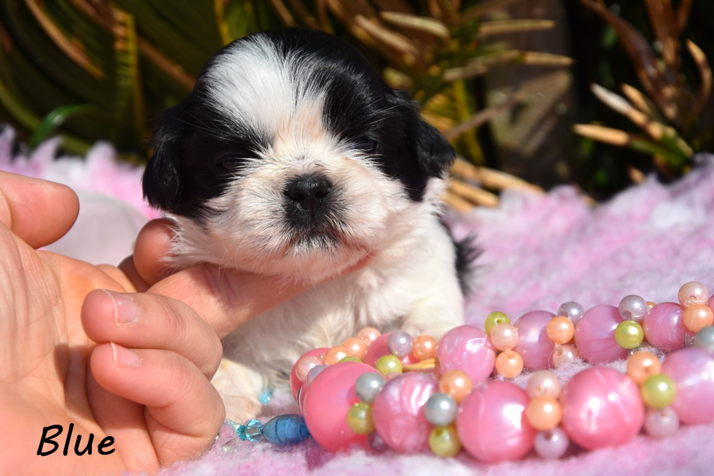 Shih Tzu - de la plaine du Jaelma