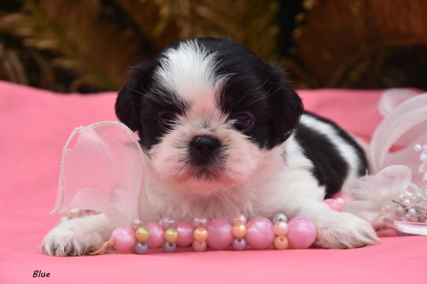 Shih Tzu - de la plaine du Jaelma