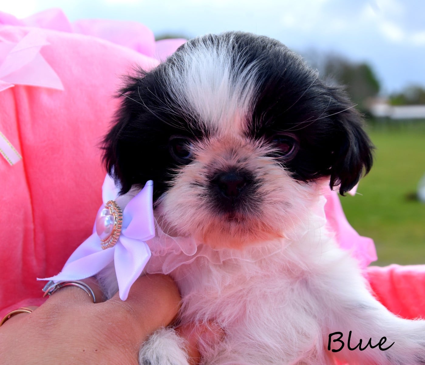 Shih Tzu - de la plaine du Jaelma