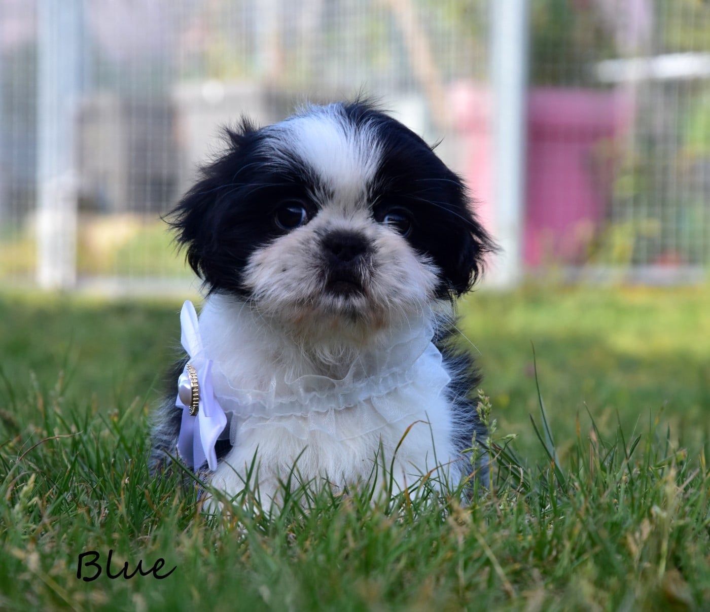 Shih Tzu - de la plaine du Jaelma