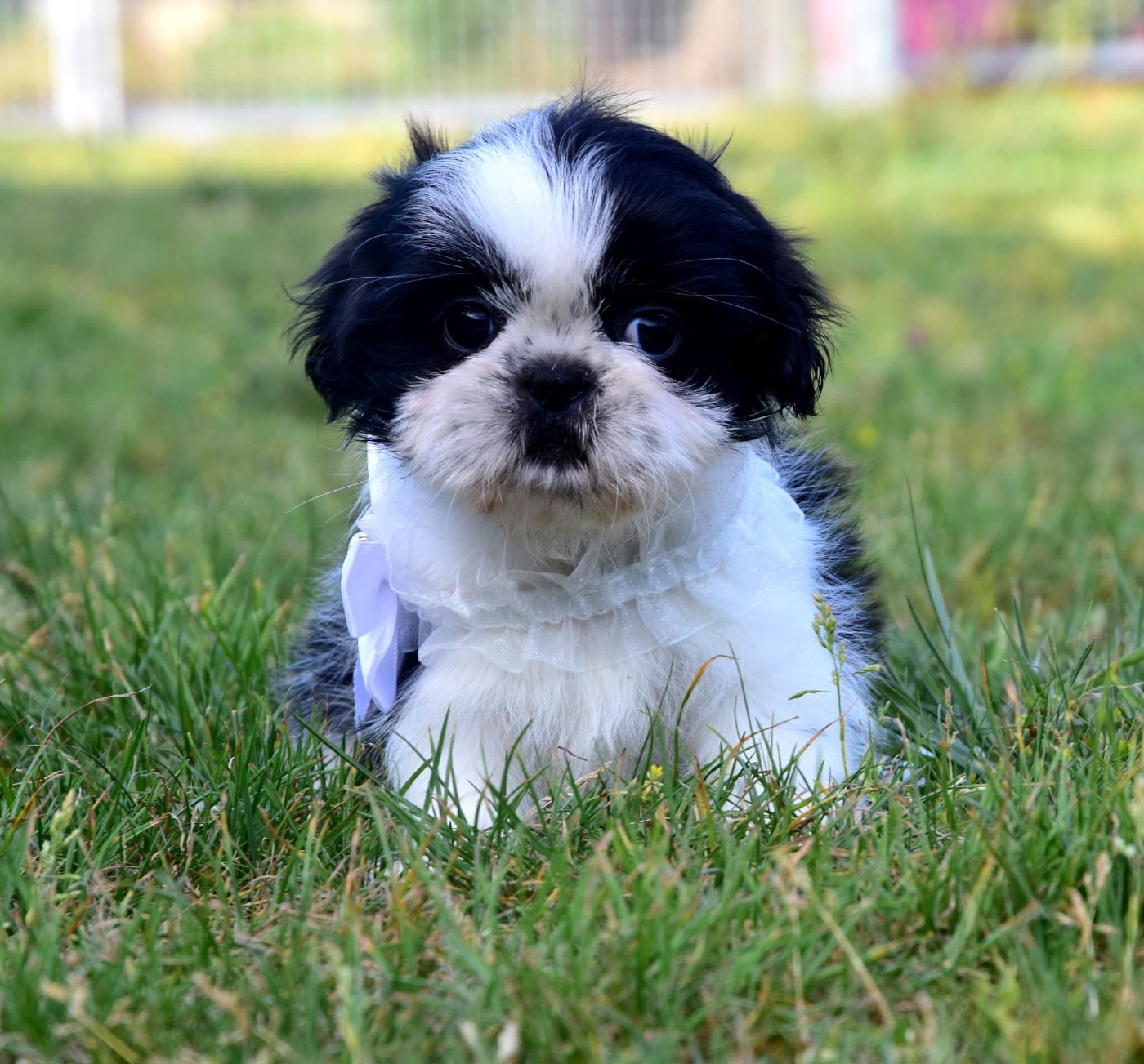 Shih Tzu - de la plaine du Jaelma