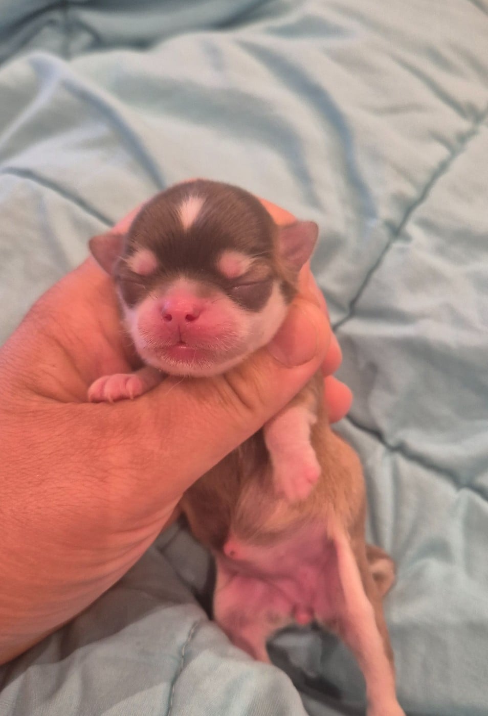 Chihuahua - de la plaine du Jaelma