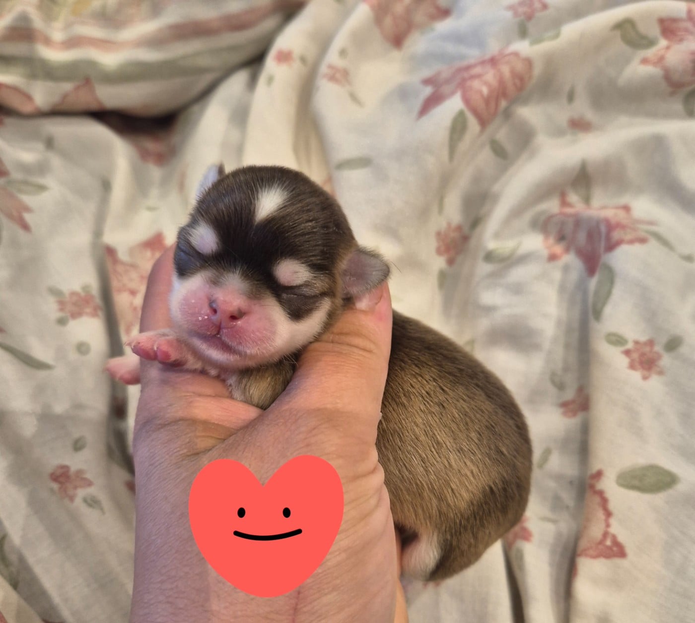 Chihuahua - de la plaine du Jaelma