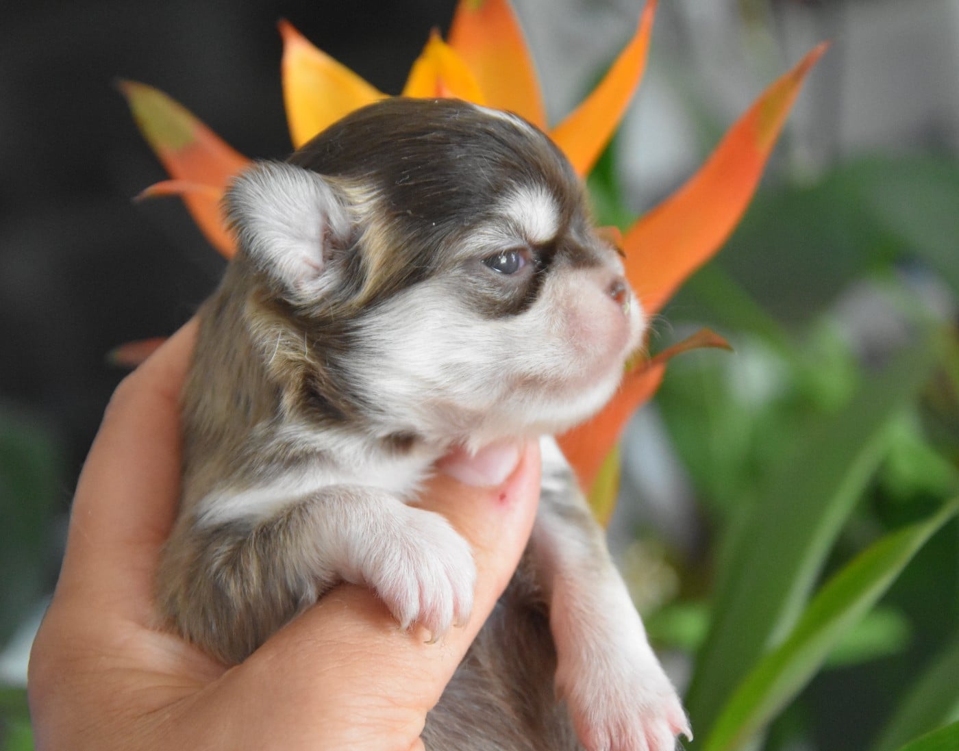 Chihuahua - de la plaine du Jaelma