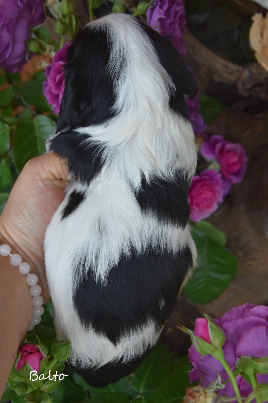 Balto de la plaine du jaelma