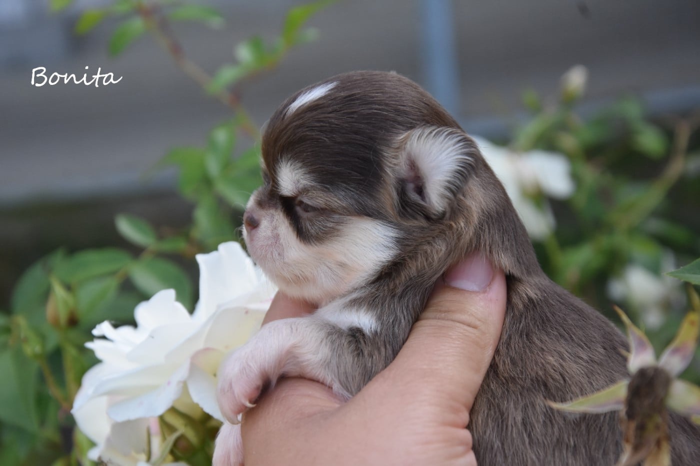 Chihuahua - de la plaine du Jaelma