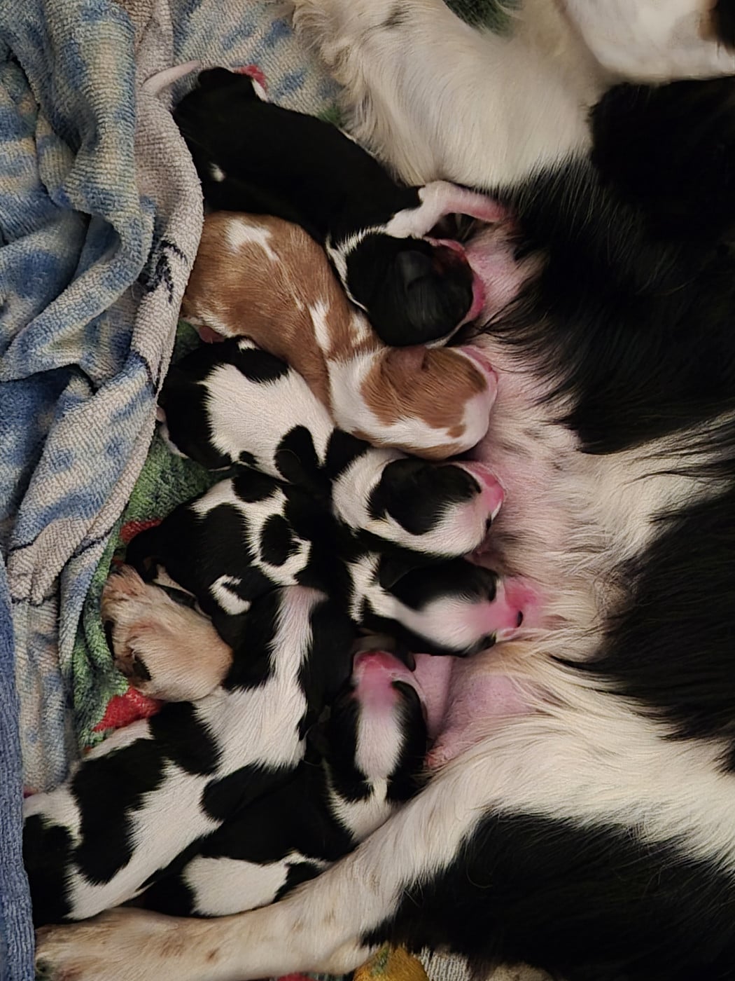 Cavalier King Charles Spaniel - de la plaine du Jaelma