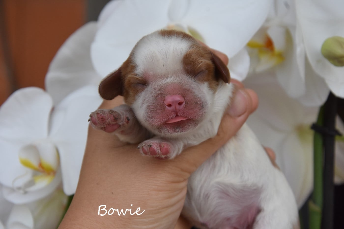 Bowie rebaptisé bali de la plaine du jaelma