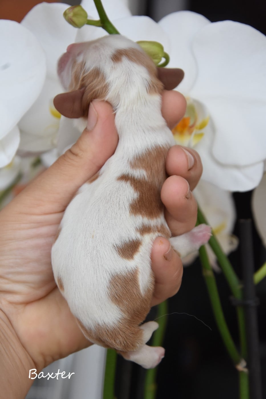 Baxter rebaptisé muxu