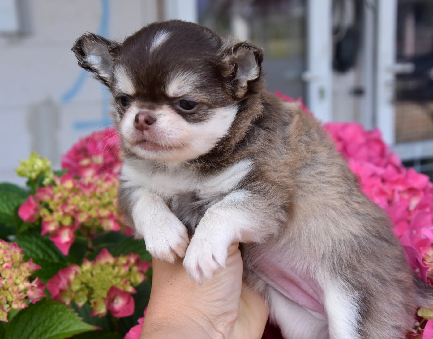 Chihuahua - de la plaine du Jaelma