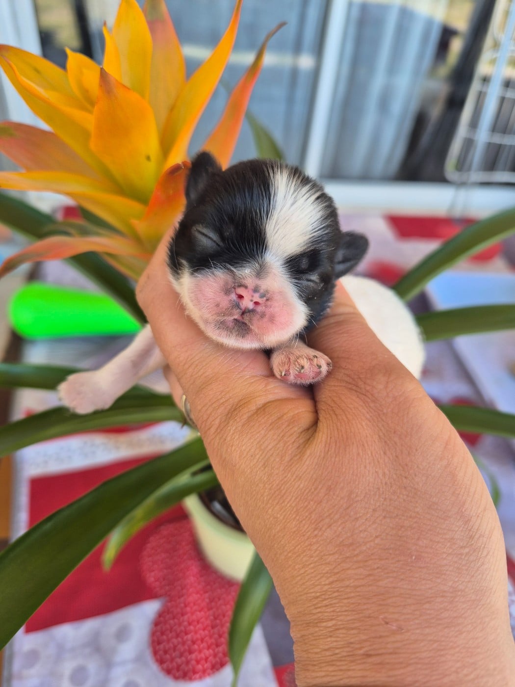 Shih Tzu - de la plaine du Jaelma